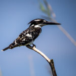 Pied Kingfisher (Ceryle rudis) - Male @ Kosi Bay, South Africa. Photo: Håvard Rosenlund