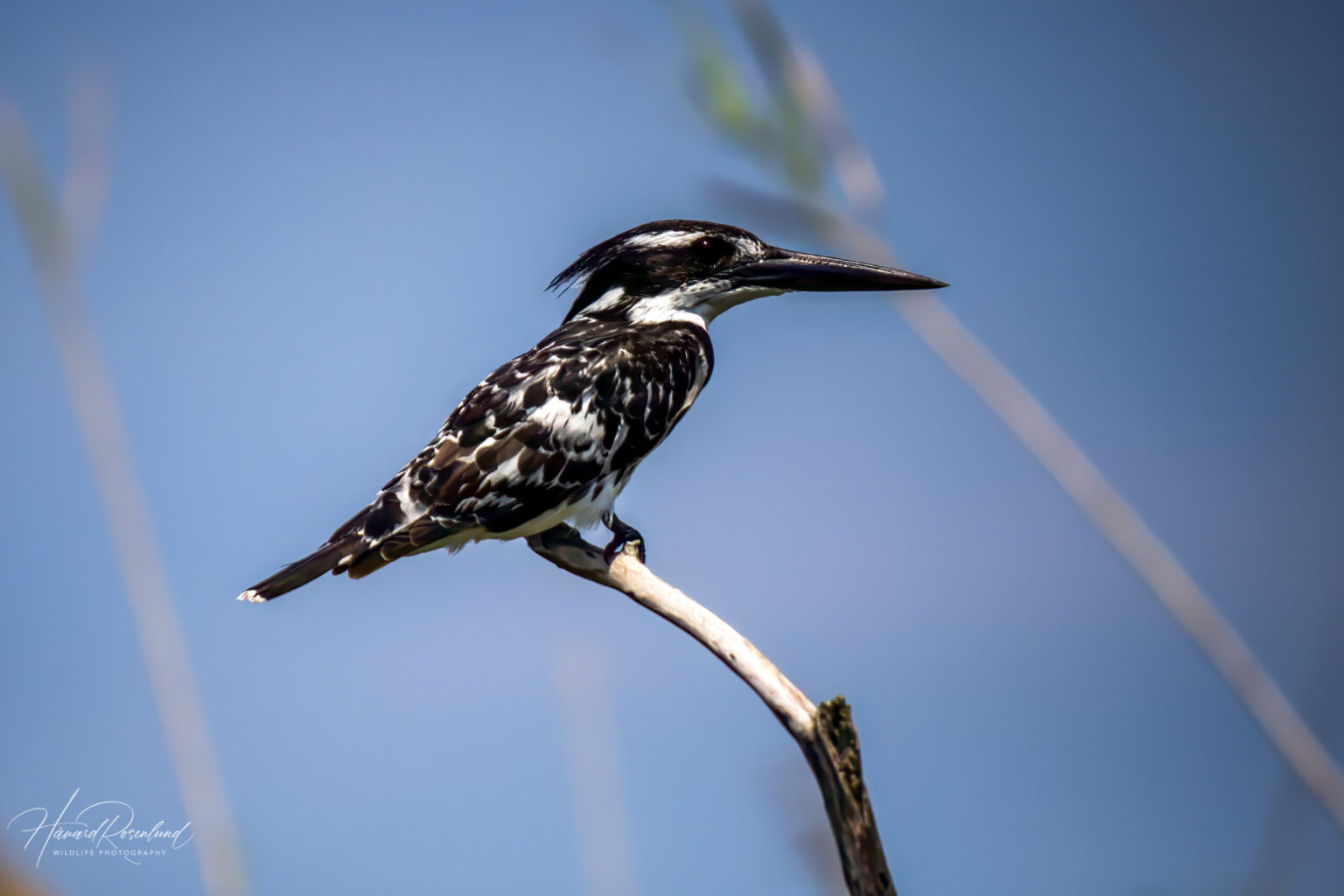 Pied Kingfisher (Ceryle rudis) - Male @ Kosi Bay, South Africa. Photo: Håvard Rosenlund