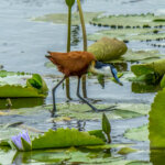 Afrikabladhøne (Actophilornis africanus) @ Western Shores - iSimangaliso Wetland Park, Sør-Afrika. Foto: Håvard Rosenlund