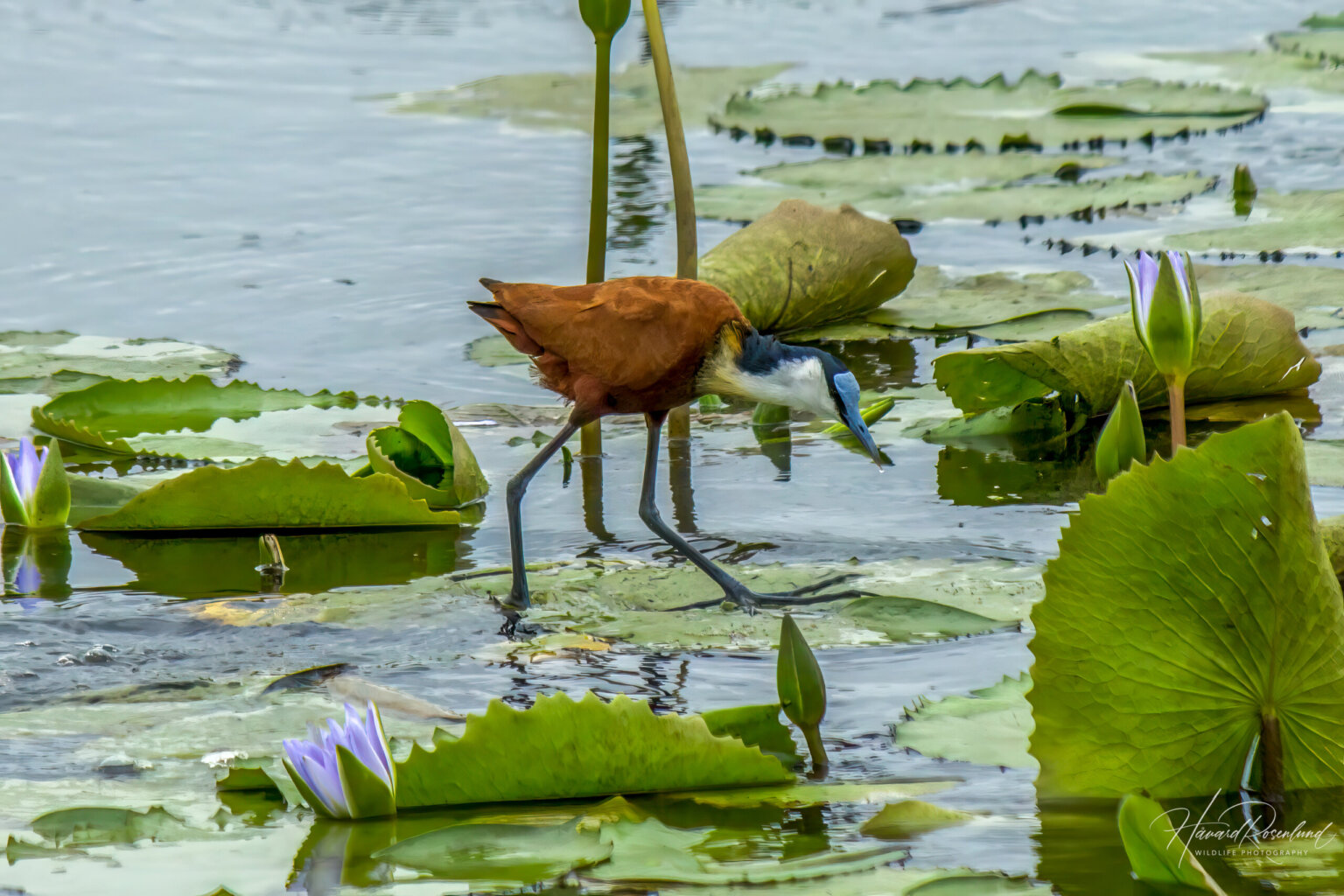 Afrikabladhøne (Actophilornis africanus) @ Western Shores - iSimangaliso Wetland Park, Sør-Afrika. Foto: Håvard Rosenlund