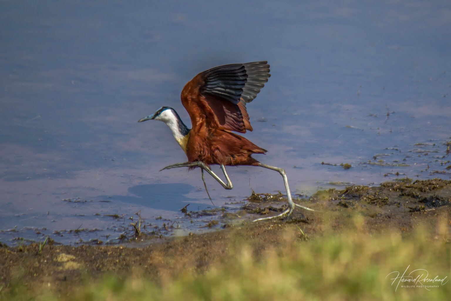 Afrikabladhøne (Actophilornis africanus) @ Ndumo Game Reserve, Sør-Afrika. Foto: Håvard Rosenlund