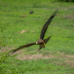 Yellow-billed Kite (Milvus aegyptius) @ Tembe Elephant Park, South Africa. Photo: Håvard Rosenlund