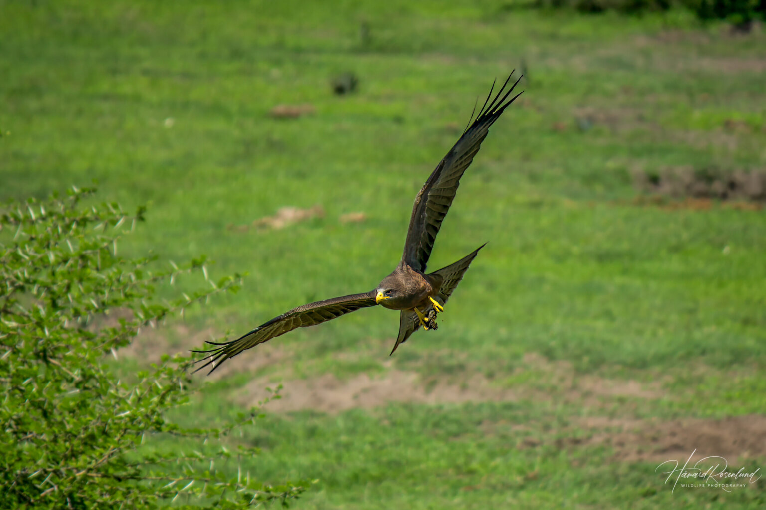 Yellow-billed Kite (Milvus aegyptius) @ Tembe Elephant Park, South Africa. Photo: Håvard Rosenlund