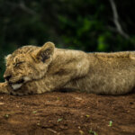 Lion cub (Panthera leo) @ Thanda Game Reserve, South Africa. Photo: Håvard Rosenlund