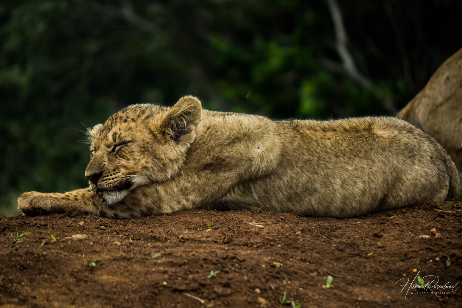 Lion cub (Panthera leo) @ Thanda Game Reserve, South Africa. Photo: Håvard Rosenlund