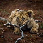 Lion cub (Panthera leo) @ Thanda Game Reserve, South Africa. Photo: Håvard Rosenlund