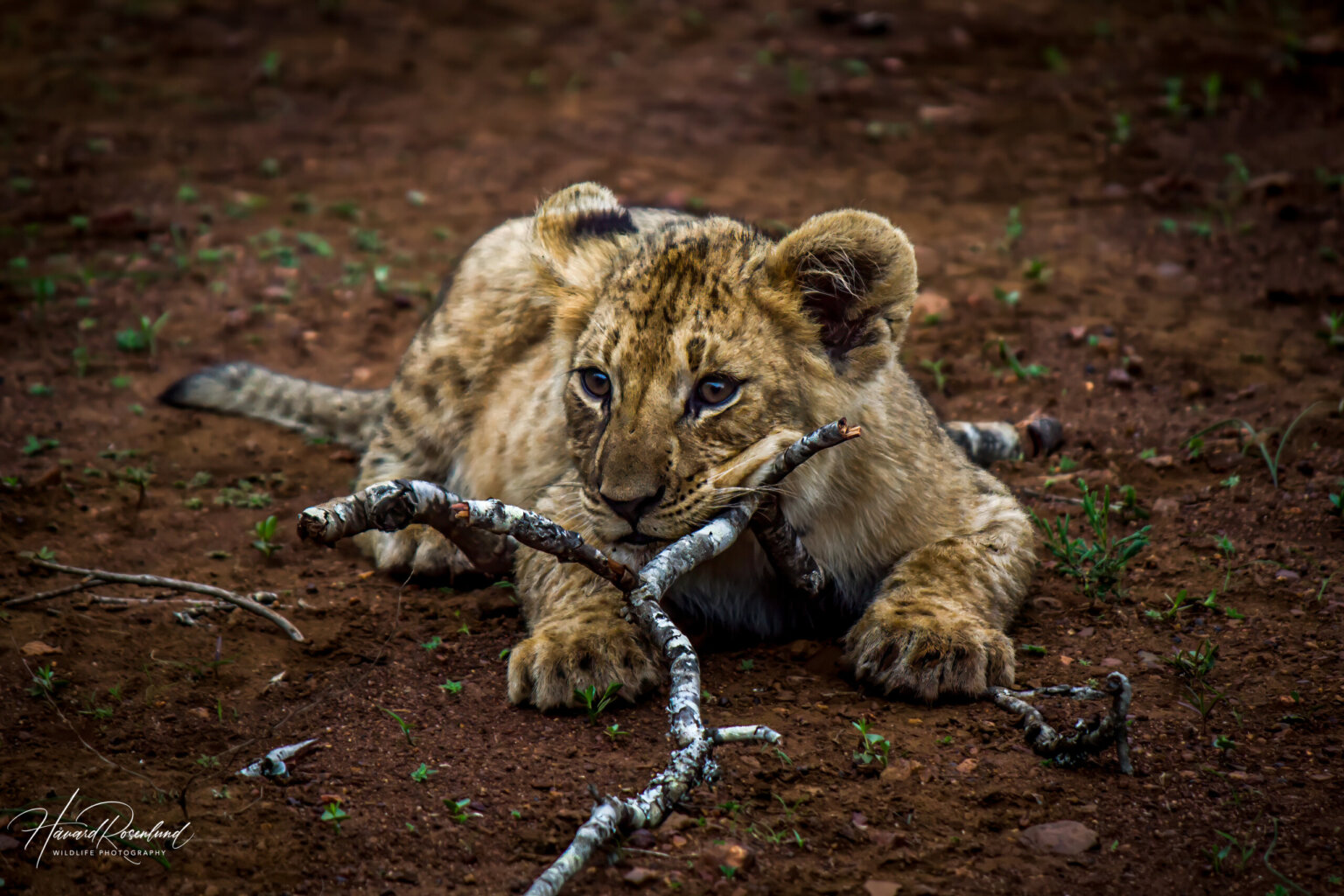 Lion cub (Panthera leo) @ Thanda Game Reserve, South Africa. Photo: Håvard Rosenlund