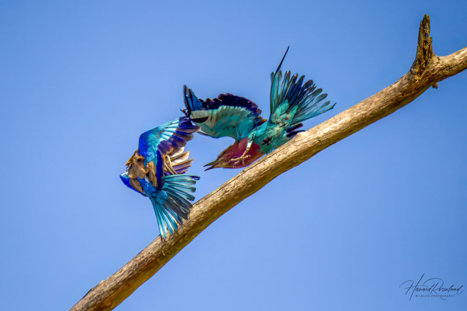 Lilac-breasted Roller (Coracias caudatus) @ Tembe Elephant Park, South Africa. Photo: Håvard Rosenlund