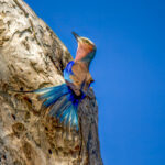 Lilac-breasted Roller (Coracias caudatus) @ Tembe Elephant Park, South Africa. Photo: Håvard Rosenlund