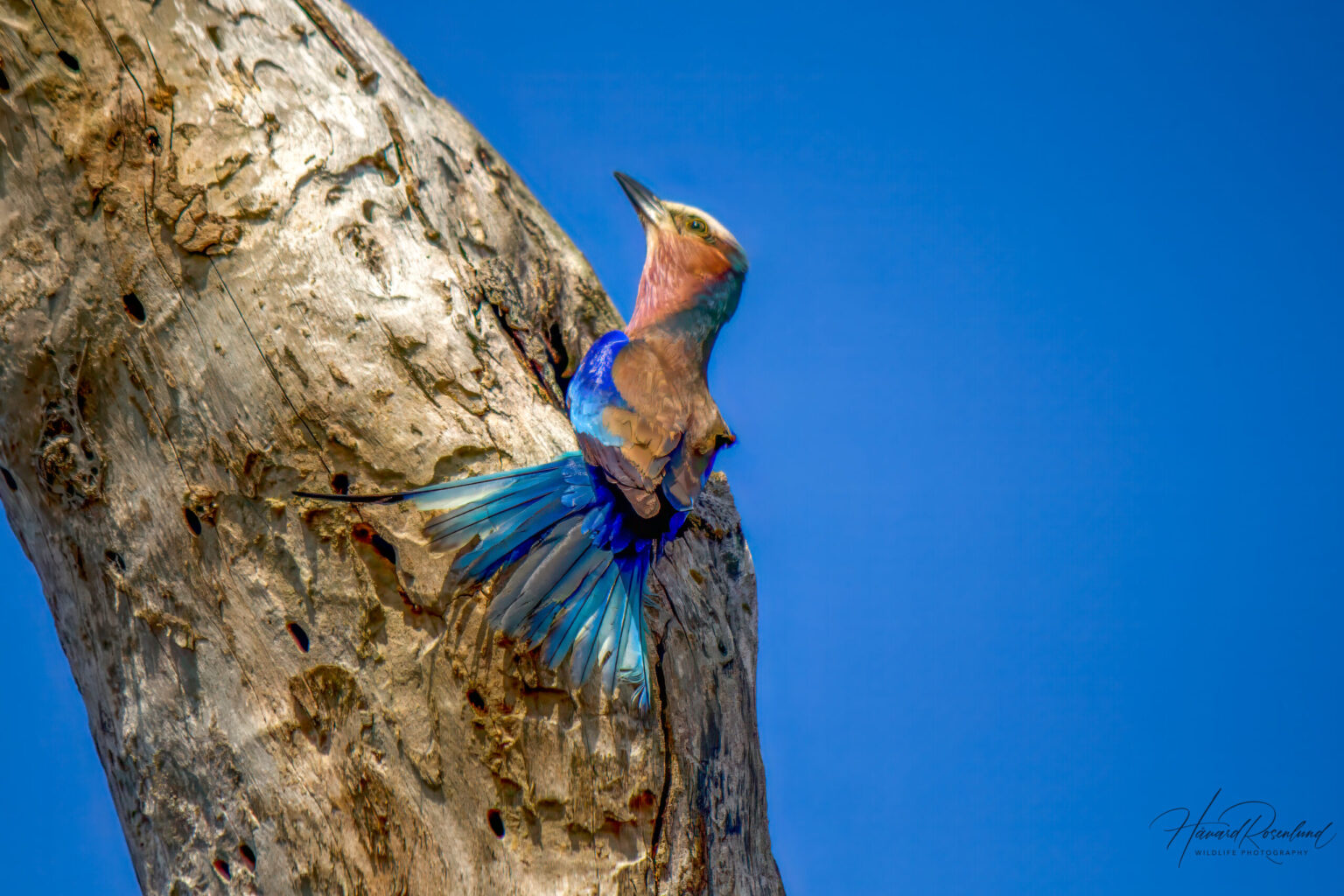 Lilac-breasted Roller (Coracias caudatus) @ Tembe Elephant Park, South Africa. Photo: Håvard Rosenlund