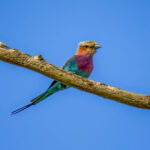 Lilac-breasted Roller (Coracias caudatus) @ Tembe Elephant Park, South Africa. Photo: Håvard Rosenlund