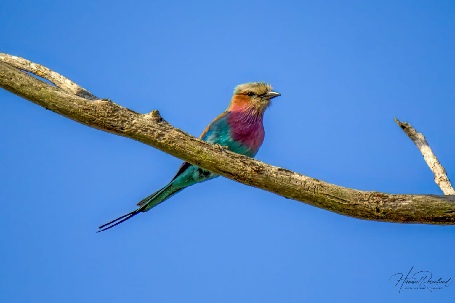 Lilac-breasted Roller (Coracias caudatus) @ Tembe Elephant Park, South Africa. Photo: Håvard Rosenlund