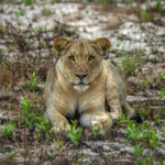 Lioness (Panthera leo) @ Tembe Elephant Park, South Africa. Photo: Håvard Rosenlund