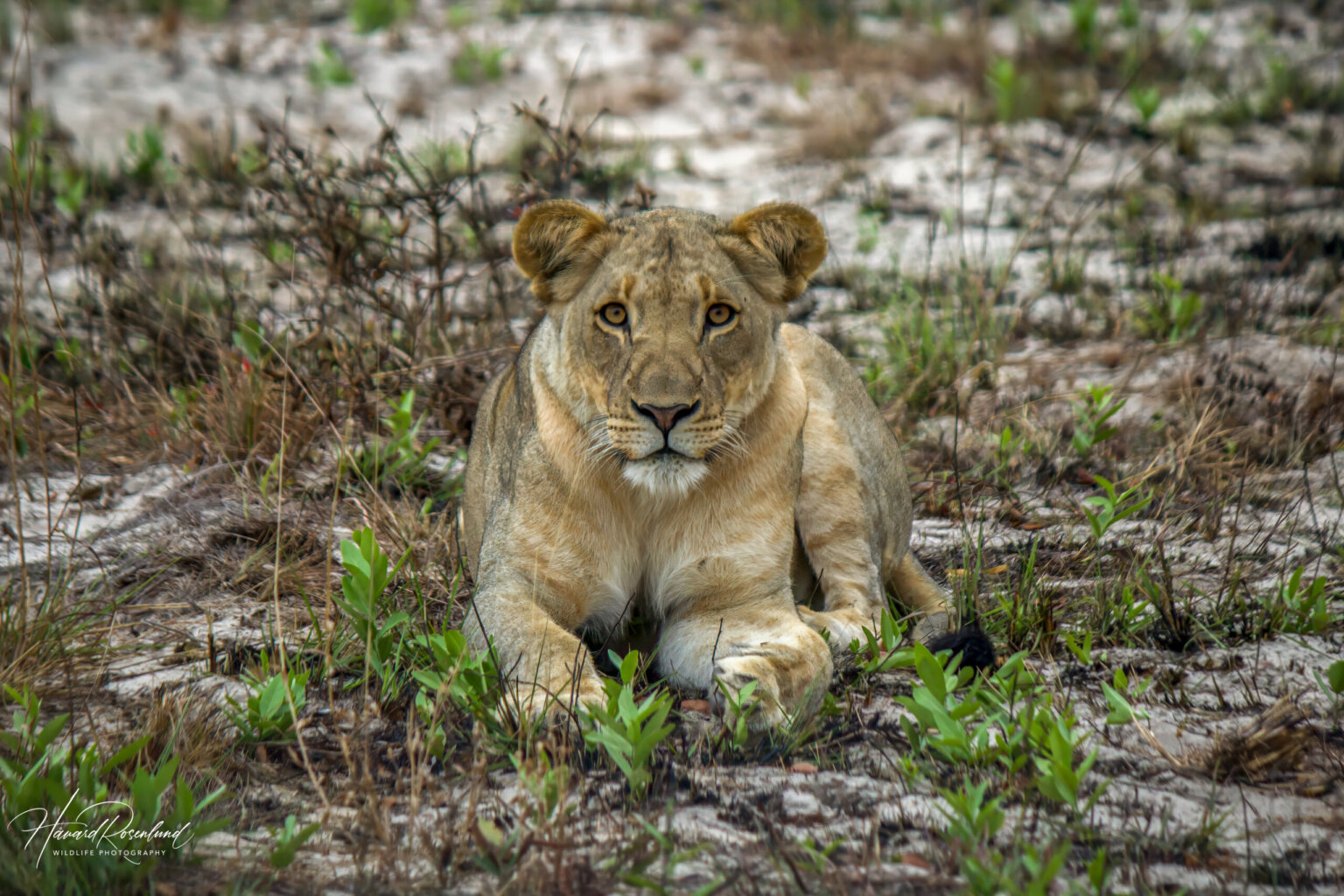 Lioness (Panthera leo) @ Tembe Elephant Park, South Africa. Photo: Håvard Rosenlund