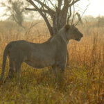 Lioness (Panthera leo) @ Tembe Elephant Park, South Africa. Photo: Håvard Rosenlund