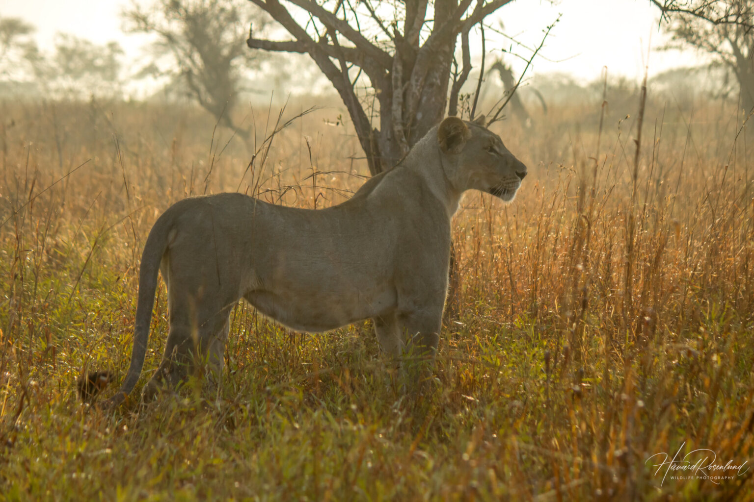 Lioness (Panthera leo) @ Tembe Elephant Park, South Africa. Photo: Håvard Rosenlund