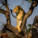 Lion (Panthera leo) @ Thanda Game Reserve, South Africa. Photo: Håvard Rosenlund