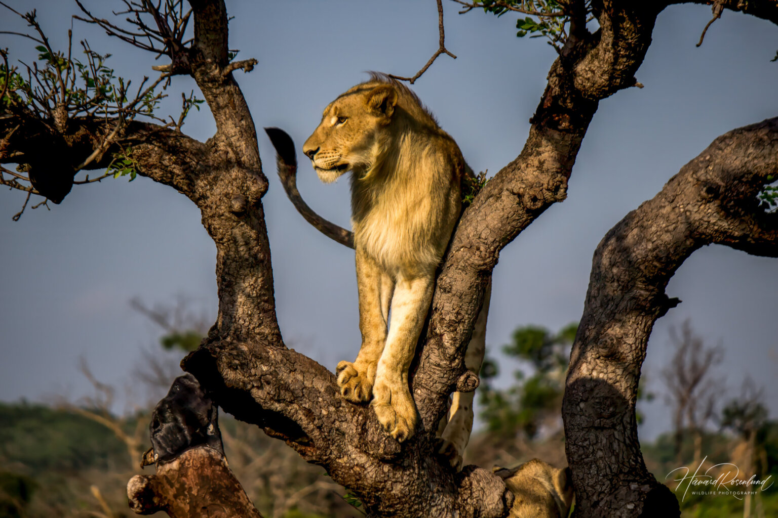 Lion (Panthera leo) @ Thanda Game Reserve, South Africa. Photo: Håvard Rosenlund