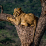 Lion (Panthera leo) @ Thanda Game Reserve, South Africa. Photo: Håvard Rosenlund