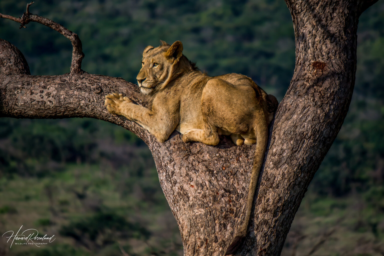 Lion (Panthera leo) @ Thanda Game Reserve, South Africa. Photo: Håvard Rosenlund