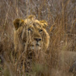Lion (Panthera leo) @ Tembe Elephant Park, South Africa. Photo: Håvard Rosenlund