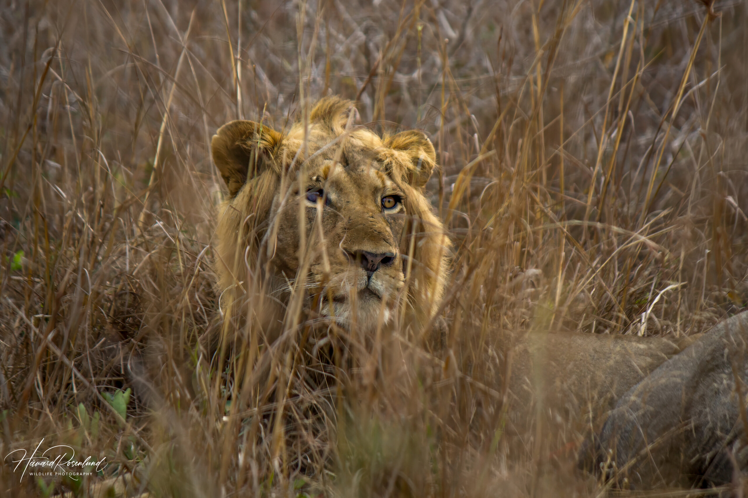 Løve (Panthera leo) @ Tembe Elephant Park, Sør-Afrika. Foto: Håvard Rosenlund