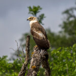 African Harrier-Hawk (Polyboroides typus) - Juvenile @ Tembe Elephant Park, South Africa. Photo: Håvard Rosenlund
