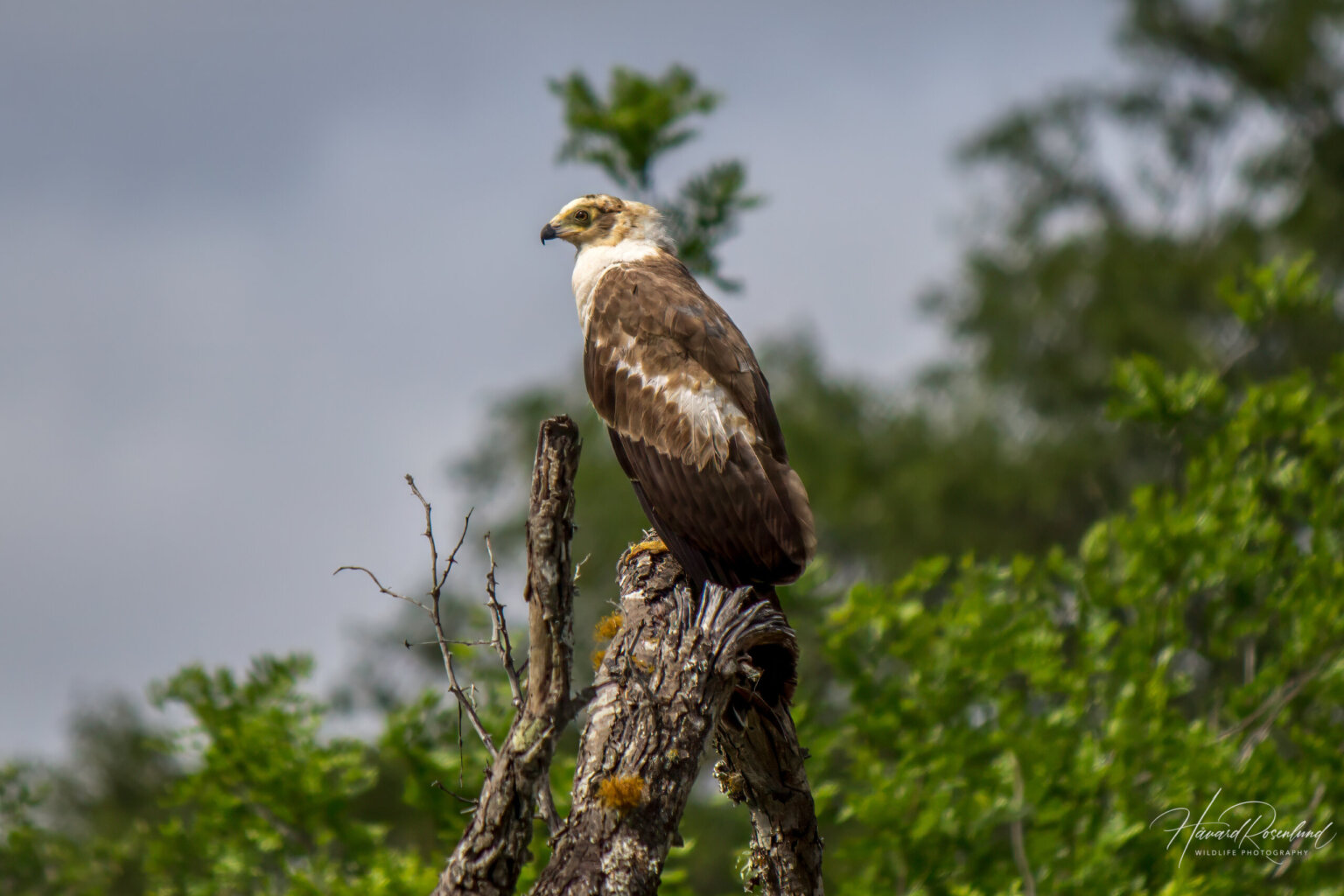 African Harrier-Hawk (Polyboroides typus) - Juvenile @ Tembe Elephant Park, South Africa. Photo: Håvard Rosenlund