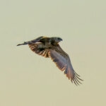 Black-chested Snake Eagle (Circaetus pectoralis) - Juvenile @ Tembe Elephant Park, South Africa. Photo: Håvard Rosenlund