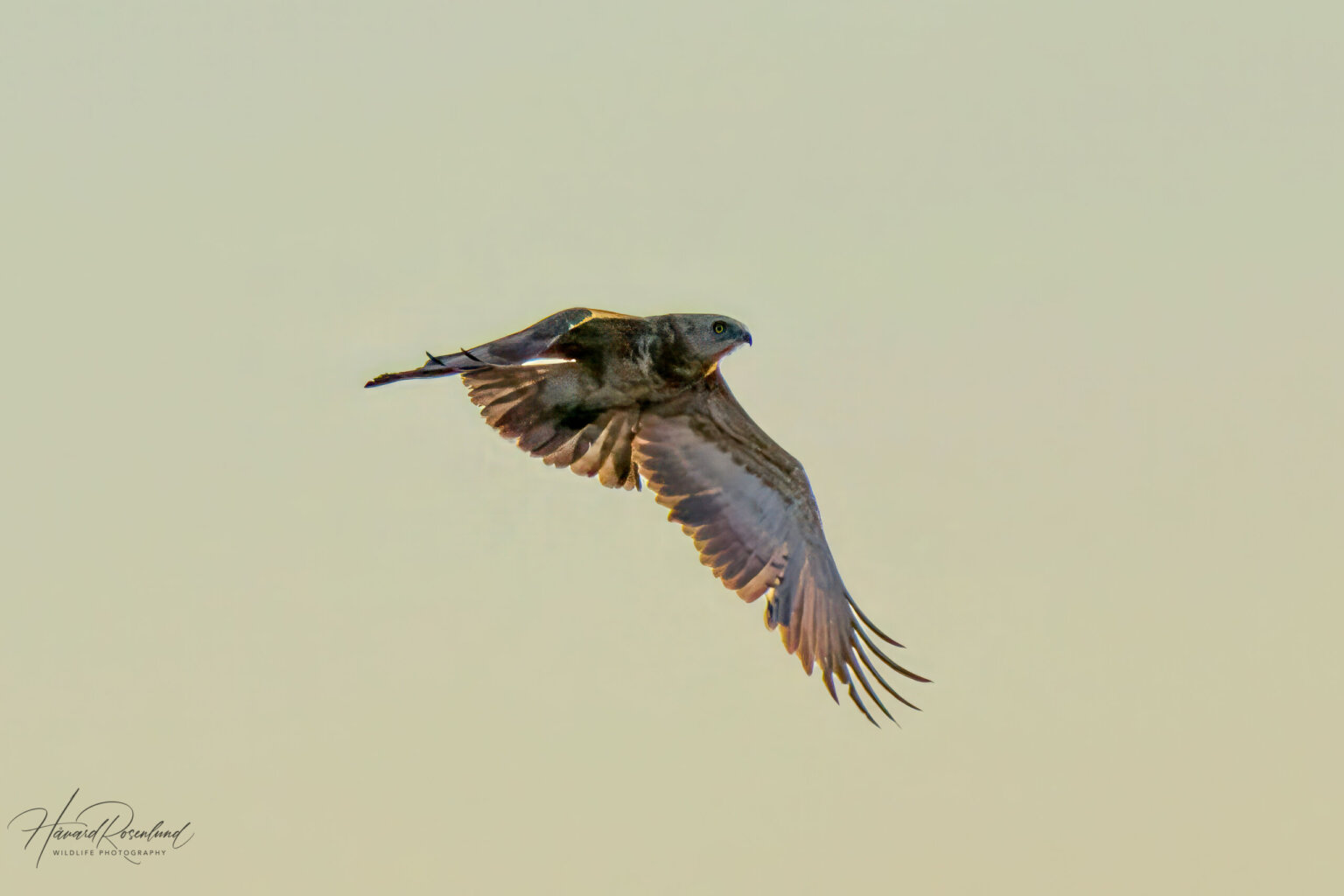 Black-chested Snake Eagle (Circaetus pectoralis) - Juvenile @ Tembe Elephant Park, South Africa. Photo: Håvard Rosenlund