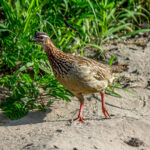 Crested Francolin (Ortygornis sephaena) @ Tembe Elephant Park, South Africa. Photo: Håvard Rosenlund