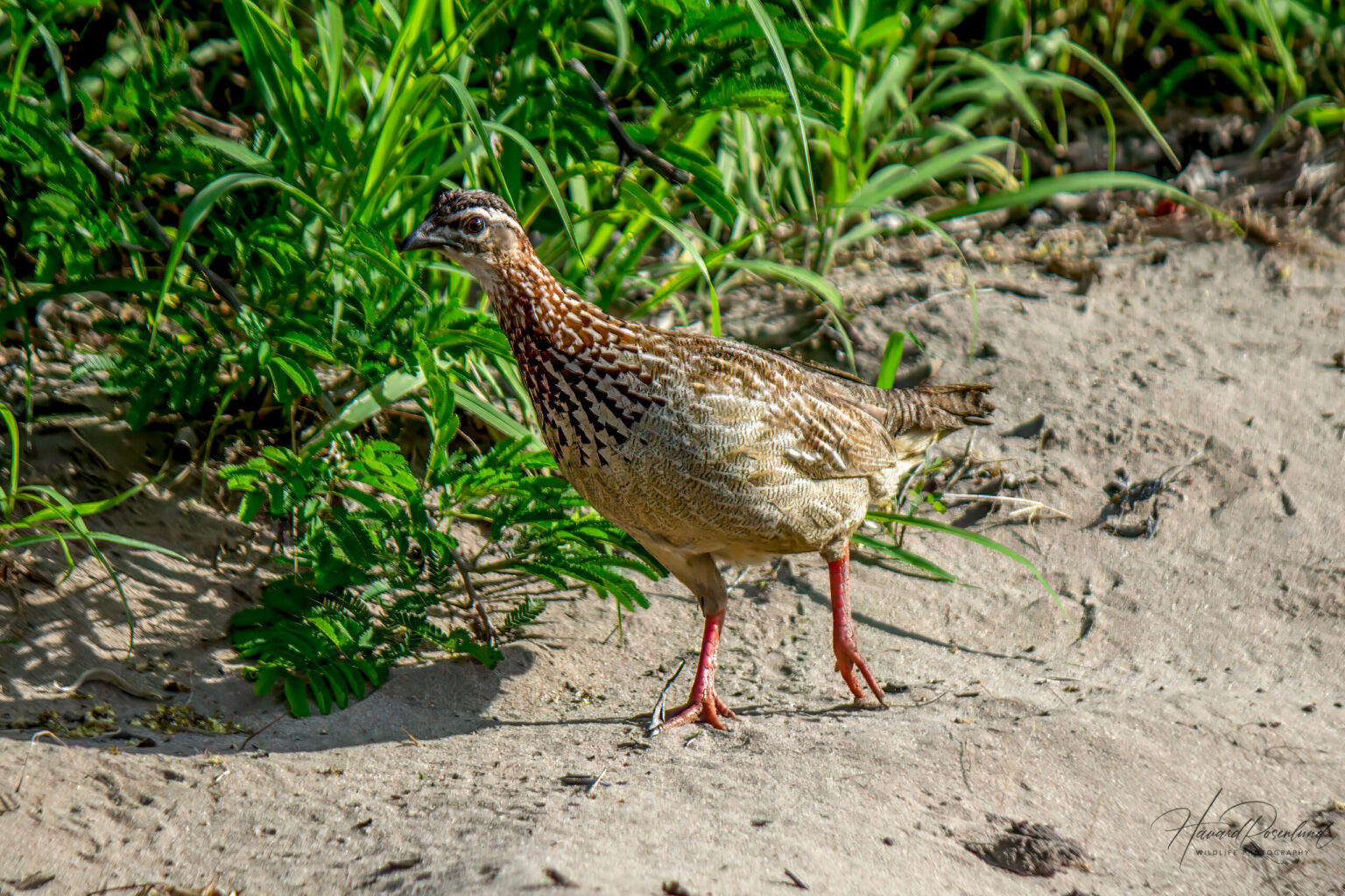 Crested Francolin (Ortygornis sephaena) @ Tembe Elephant Park, South Africa. Photo: Håvard Rosenlund