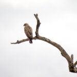 Steppe Buzzard (Buteo buteo vulpinus) @ Hluhluwe-iMfolozi Park, South Africa. Photo: Håvard Rosenlund