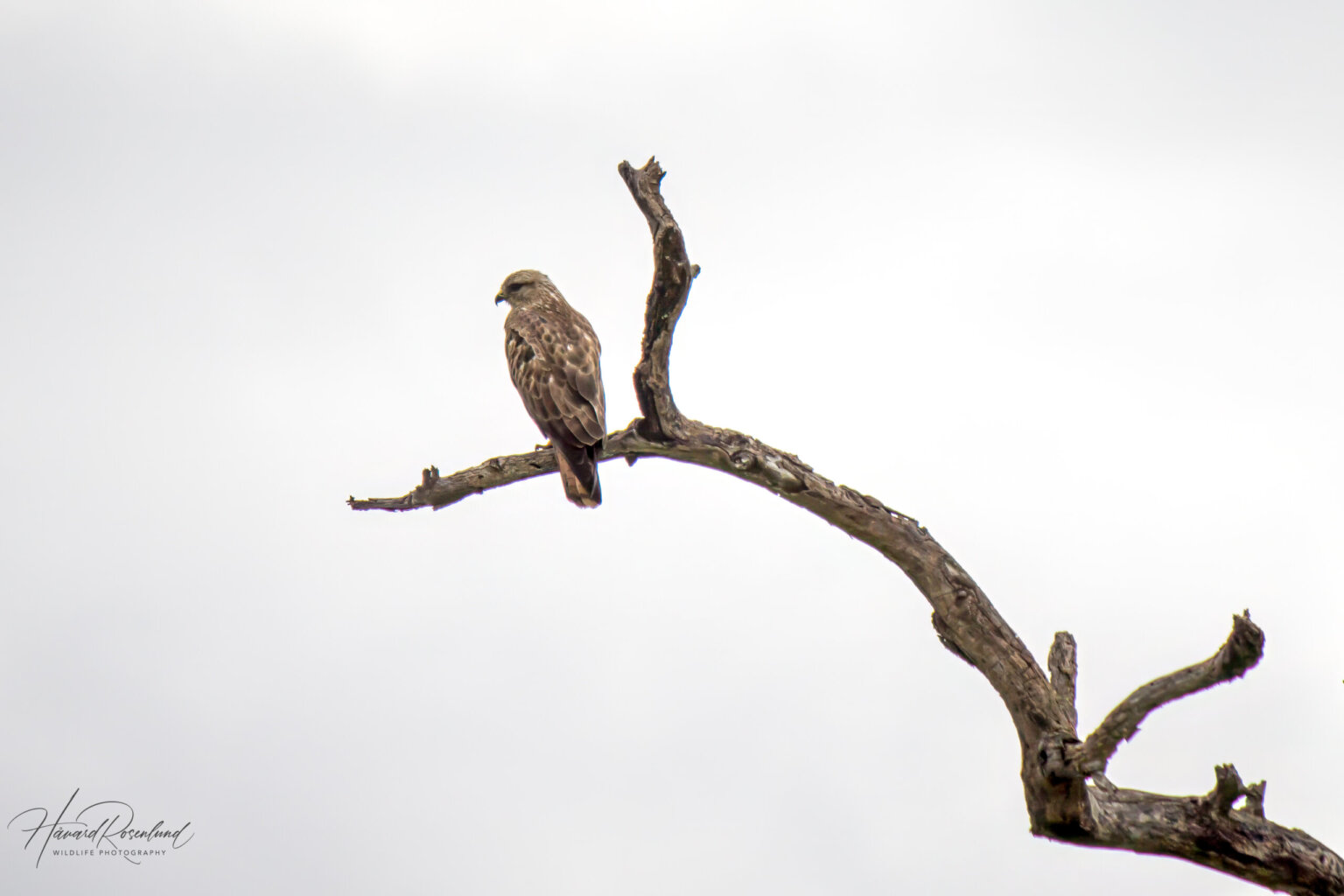 Steppe Buzzard (Buteo buteo vulpinus) @ Hluhluwe-iMfolozi Park, South Africa. Photo: Håvard Rosenlund
