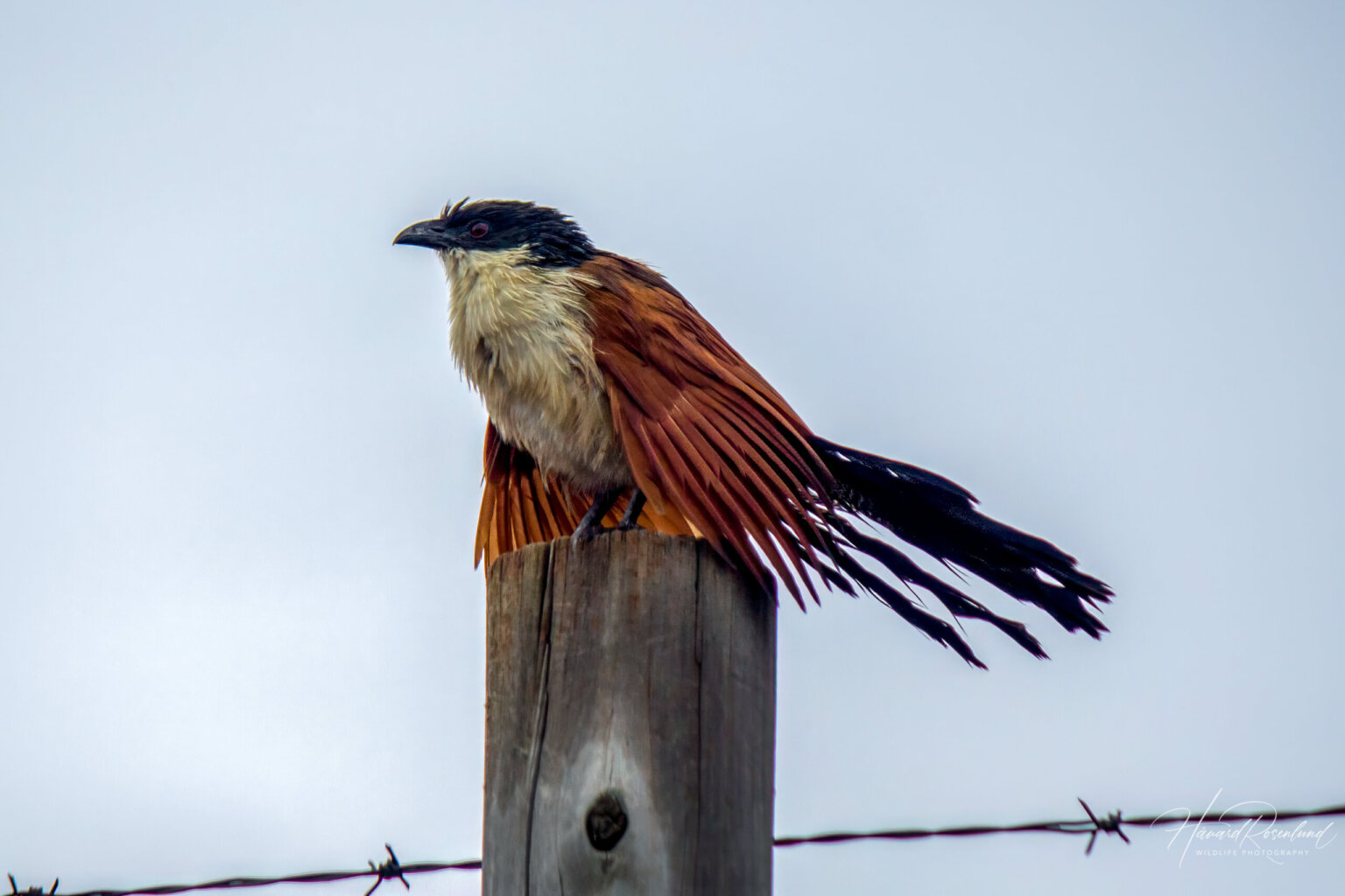 Burchell's Coucal (Centropus burchellii) @ Ndumo Game Reserve, South Africa. Photo: Håvard Rosenlund
