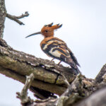 African Hoopoe (Upupa africana) @ Hluhluwe-iMfolozi Park, South Africa. Photo: Håvard Rosenlund