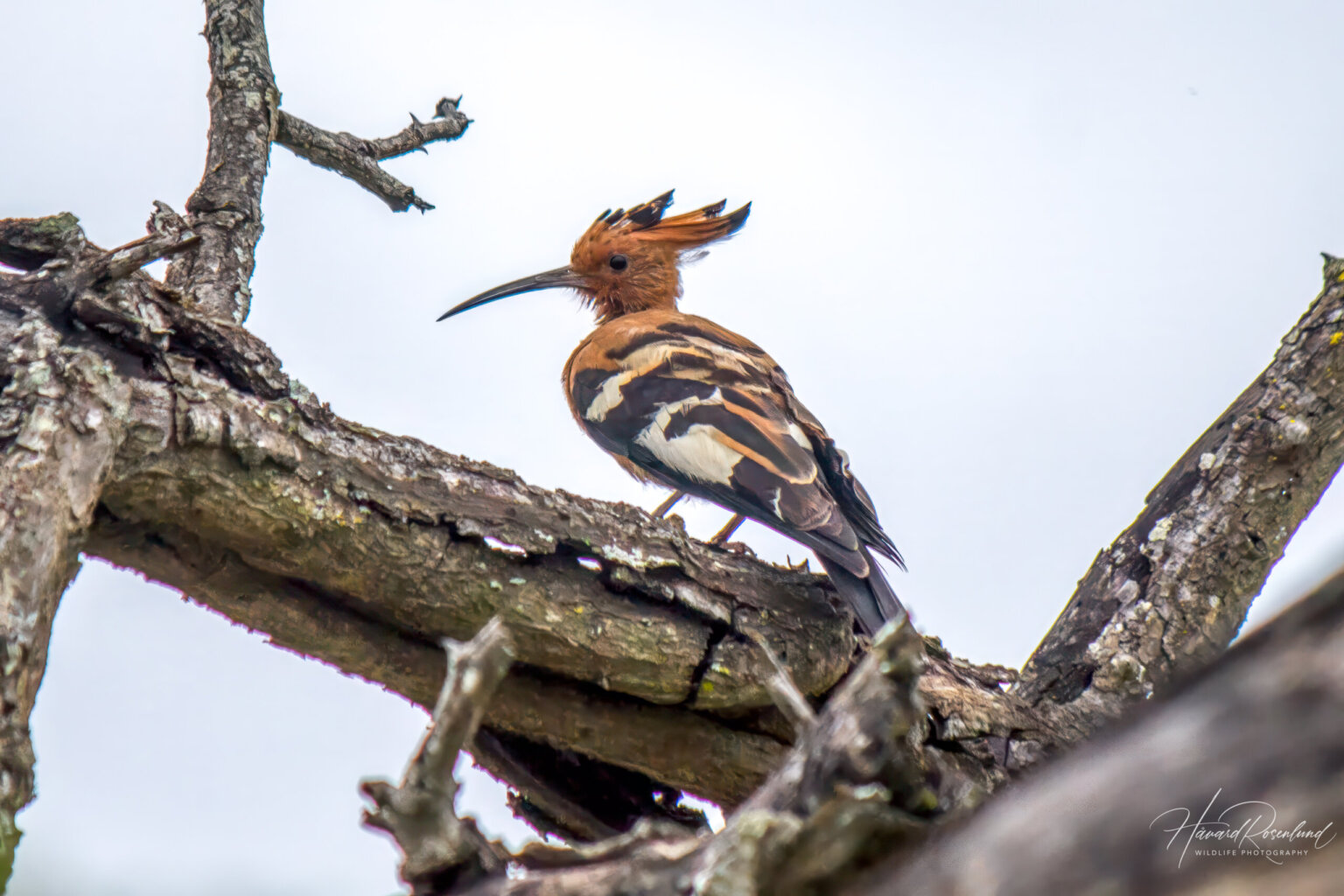 African Hoopoe (Upupa africana) @ Hluhluwe-iMfolozi Park, South Africa. Photo: Håvard Rosenlund