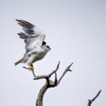 Black-winged Kite (Elanus caeruleus) @ Tembe Elephant Park, South Africa. Photo: Håvard Rosenlund
