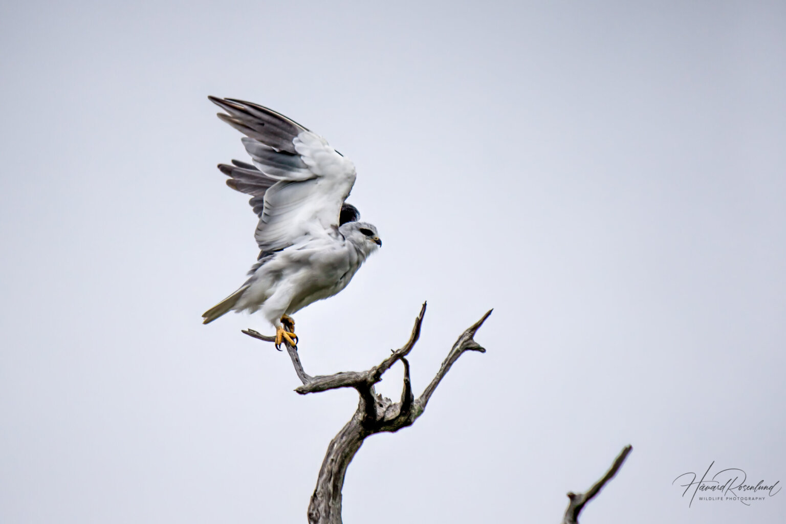Black-winged Kite (Elanus caeruleus) @ Tembe Elephant Park, South Africa. Photo: Håvard Rosenlund