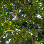 Green Malkoha (Ceuthmochares australis) @ St Lucia Estuary, South Africa. Photo: Håvard Rosenlund