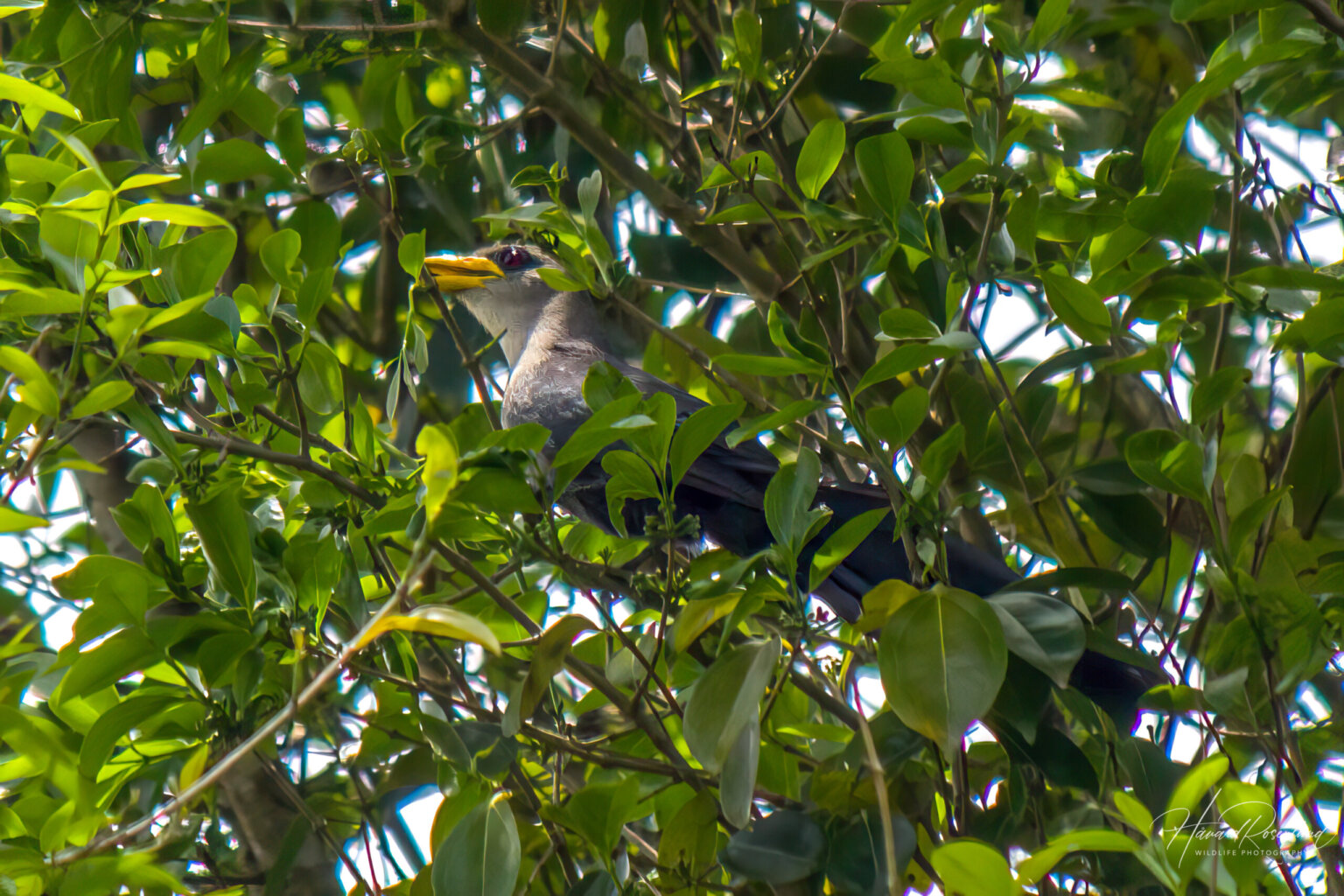 Green Malkoha (Ceuthmochares australis) @ St Lucia Estuary, South Africa. Photo: Håvard Rosenlund
