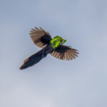 Green Malkoha (Ceuthmochares australis) @ St Lucia Estuary, South Africa. Photo: Håvard Rosenlund