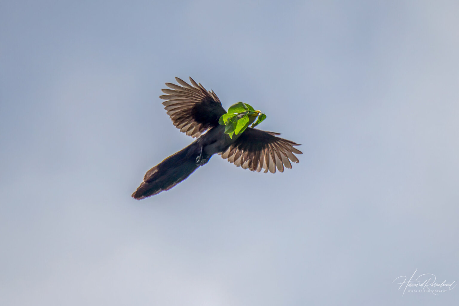 Green Malkoha (Ceuthmochares australis) @ St Lucia Estuary, South Africa. Photo: Håvard Rosenlund