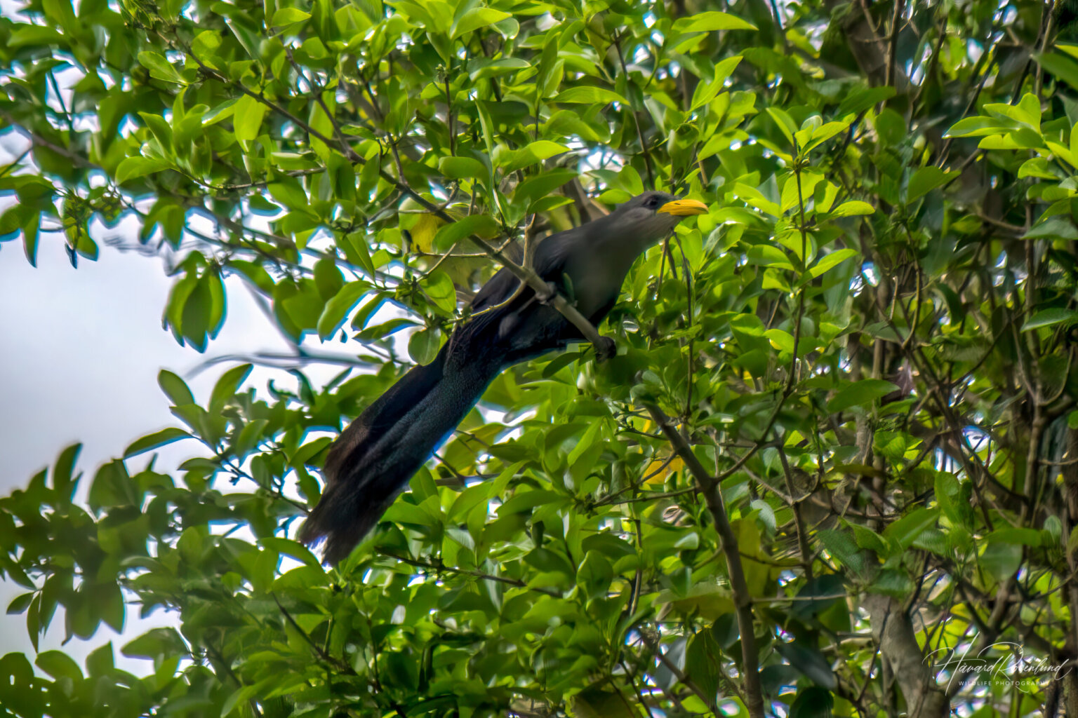 Green Malkoha (Ceuthmochares australis) @ St Lucia Estuary, South Africa. Photo: Håvard Rosenlund