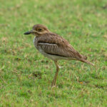 Water Thick-knee (Burhinus vermiculatus) @ Ndumo Game Reserve, South Africa. Photo: Håvard Rosenlund