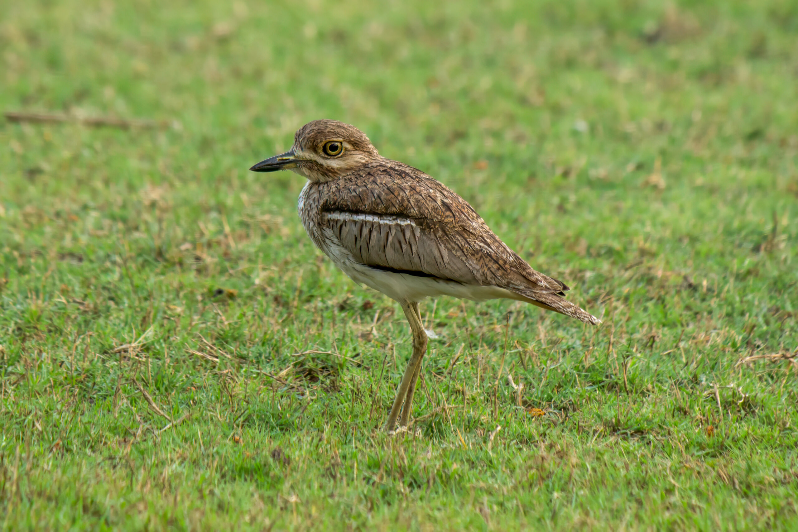 Vanntriel (Burhinus vermiculatus) @ Ndumo Game Reserve, Sør-Afrika. Foto: Håvard Rosenlund