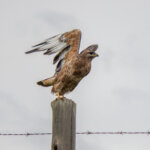 Steppe Buzzard (Buteo buteo vulpinus) @ Ndumo Game Reserve, South Africa. Photo: Håvard Rosenlund