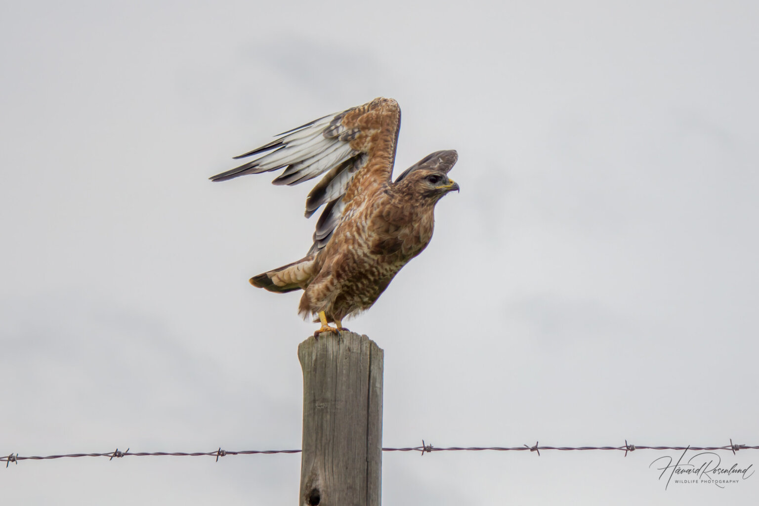 Steppe Buzzard (Buteo buteo vulpinus) @ Ndumo Game Reserve, South Africa. Photo: Håvard Rosenlund