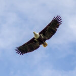 African Fish Eagle (Icthyophaga vocifer) @ Ndumo Game Reserve, South Africa. Photo: Håvard Rosenlund
