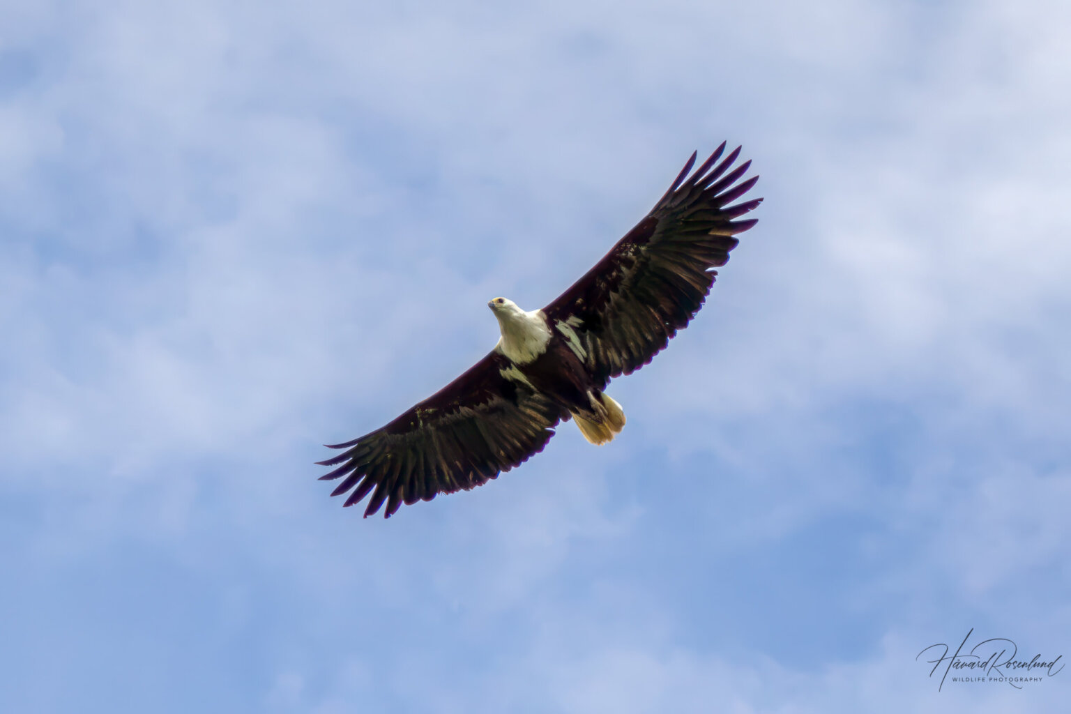 African Fish Eagle (Icthyophaga vocifer) @ Ndumo Game Reserve, South Africa. Photo: Håvard Rosenlund